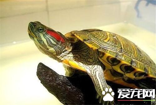 家裡養烏龜好嗎風水說 養龜可以改善家居風水