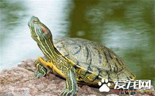 家裡養烏龜風水好嗎 風水上稱為化煞龜