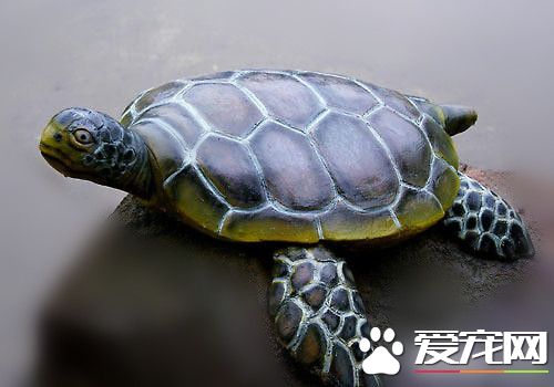 烏龜有牙齒嗎 烏龜其實是沒有牙齒的
