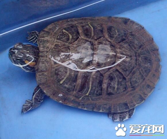 烏龜怎麼樣過冬 在15度以下開始進入冬眠