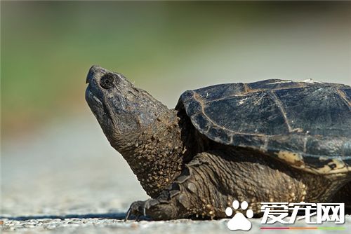 烏龜是兩棲動物嗎 烏龜不是兩棲動物