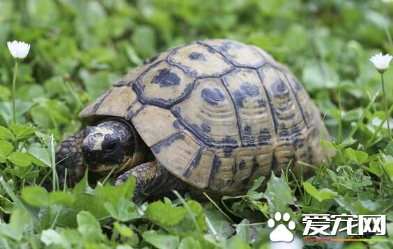 烏龜是兩棲動物嗎 烏龜不是兩棲動物