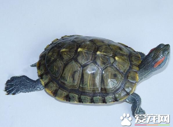 烏龜和甲魚的區別 烏龜體表具有特殊的龜殼