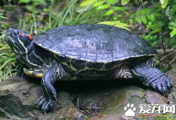 烏龜是兩棲動物嗎 烏龜不是兩棲動物