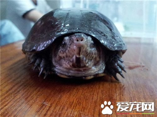 適合新手養的烏龜 巴西龜非常適合新手飼養