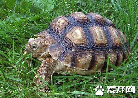 烏龜養在哪裡好 龜要有10到20升水的活動空間