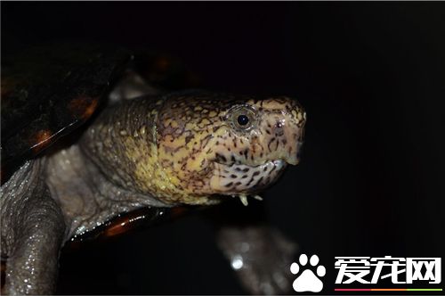 烏龜養在哪裡好 龜要有10到20升水的活動空間