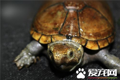 烏龜是王八嗎 判別烏龜和王八的方法