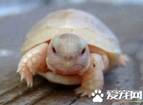 烏龜養在哪裡好 龜要有10到20升水的活動空間