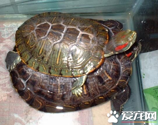 烏龜是爬行動物嗎 烏龜是爬行動物的依據