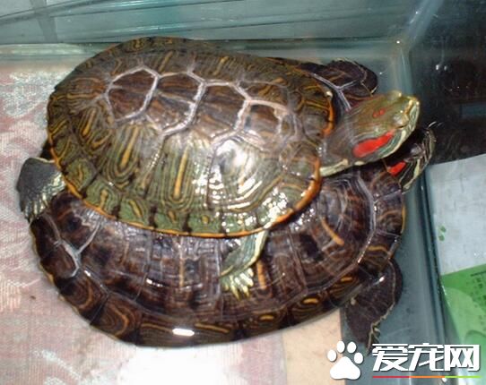 烏龜有幾條腿 正常情況烏龜一共只有四條腿