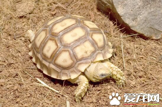烏龜怕冷嗎 烏龜屬於變溫動物會隨氣溫變化