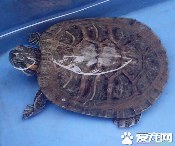 烏龜怕冷嗎 烏龜屬於變溫動物會隨氣溫變化