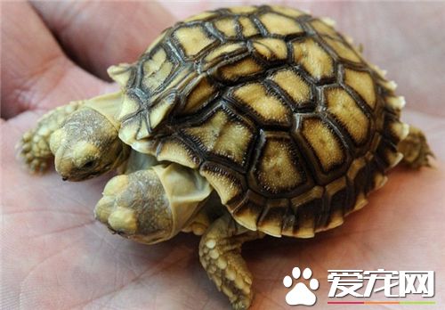 烏龜有靈性嗎 烏龜是古代的祥獸之一
