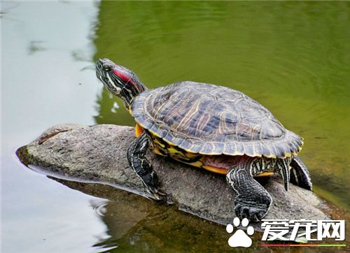 烏龜怕冷嗎 烏龜屬於變溫動物會隨氣溫變化