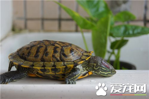 世界上最大的烏龜 象龜是世界上最大的烏龜