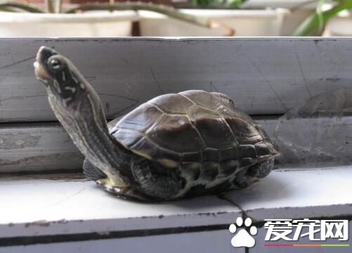 烏龜有靈性嗎 烏龜是古代的祥獸之一
