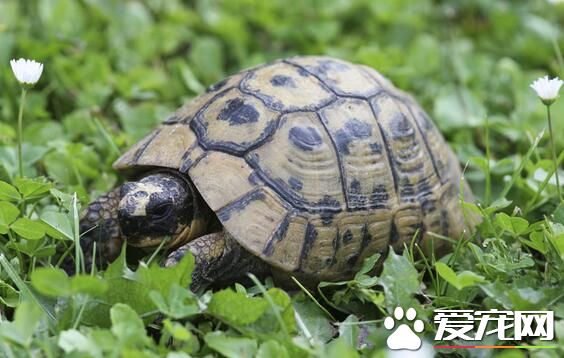 烏龜怎麼養才能下蛋 七八月時產卵的高峰期