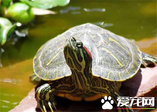 養烏龜幾天喂一次 一般建議隔天喂一次