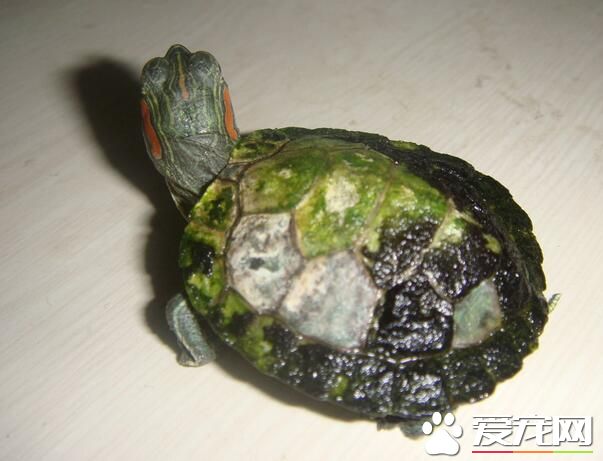 養烏龜幾天喂一次 一般建議隔天喂一次