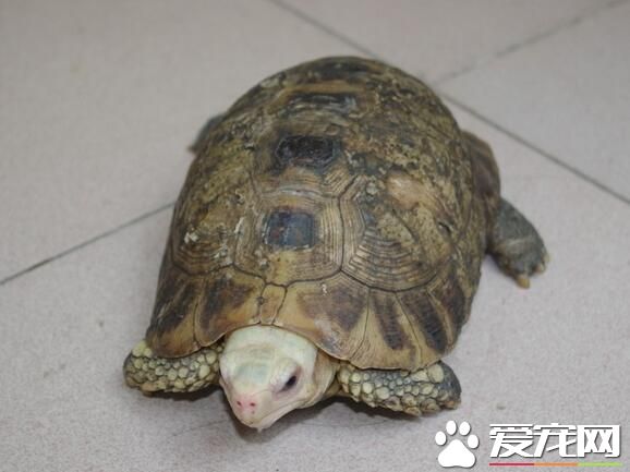 養烏龜幾天喂一次 一般建議隔天喂一次