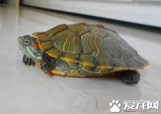家裡養什麼烏龜好 建議還是養陸龜比較好