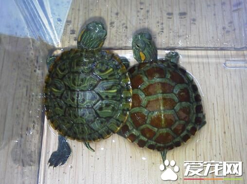 一般烏龜養幾只 衡量自己的經濟能力來選擇
