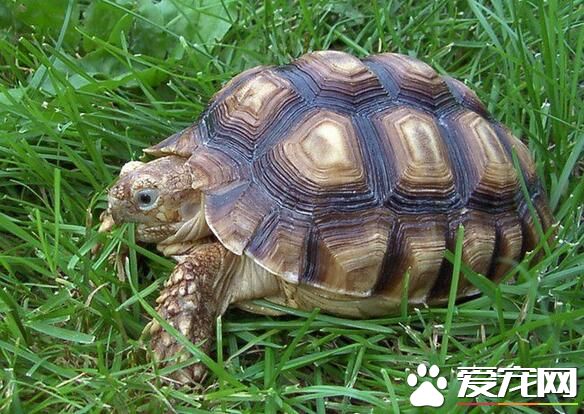 一般烏龜養幾只 衡量自己的經濟能力來選擇
