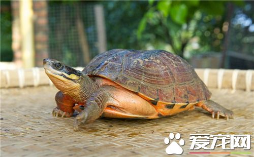 烏龜是什麼顏色的 陸龜顏色為深綠色和棕色