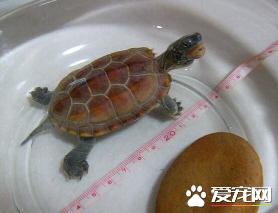 該怎麼養烏龜 應喂食含有大量鈣質的食物