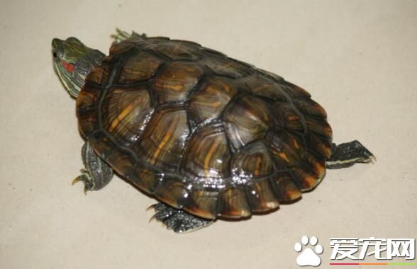 該怎麼養烏龜 應喂食含有大量鈣質的食物