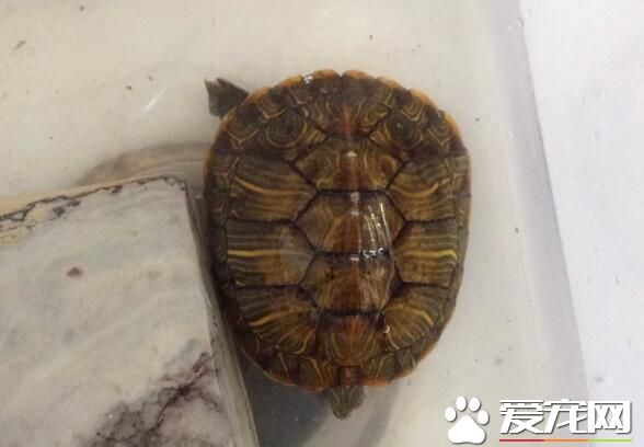 烏龜是什麼顏色的 陸龜顏色為深綠色和棕色