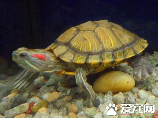家養烏龜好嗎 在家養烏龜有什麼好處