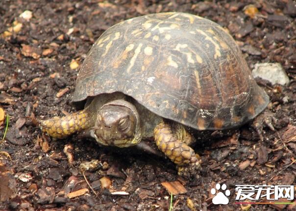 養烏龜會影響風水嗎 背甲紋路代表著天干地支