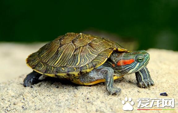 養烏龜會影響風水嗎 背甲紋路代表著天干地支