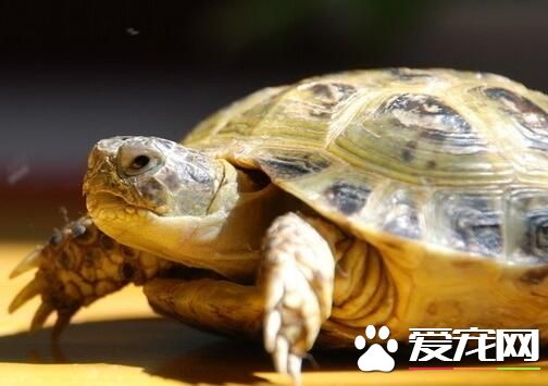 養烏龜用什麼過濾好 40W以下內置過濾即可