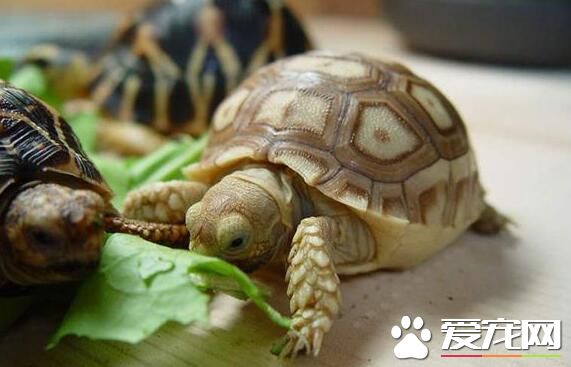 養烏龜用什麼過濾器 推薦8到10厘米水位加沉木