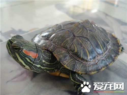 養烏龜應該注意什麼 最好是長方形的玻璃魚缸