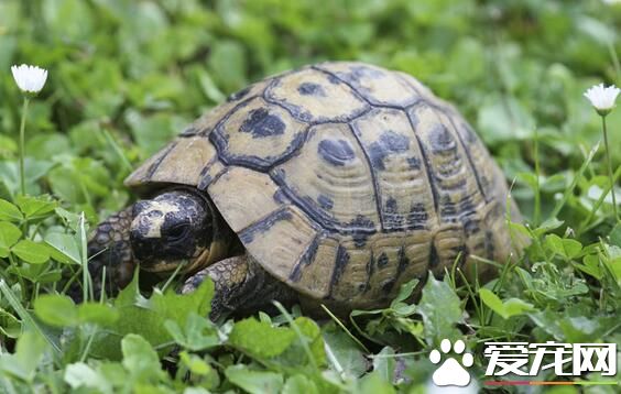 家裡養個烏龜好嗎 龜是很有靈性的寵物