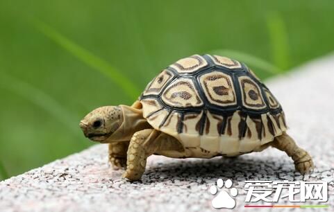 養烏龜應該注意什麼 最好是長方形的玻璃魚缸