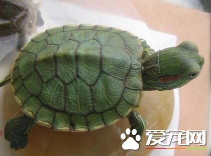 養烏龜應該注意什麼 最好是長方形的玻璃魚缸
