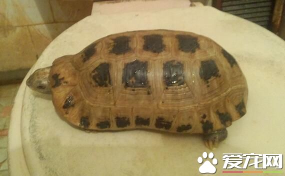 家裡養兩個烏龜好嗎 烏龜的生活與氣候關系