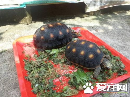 家裡養兩個烏龜好嗎 烏龜的生活與氣候關系