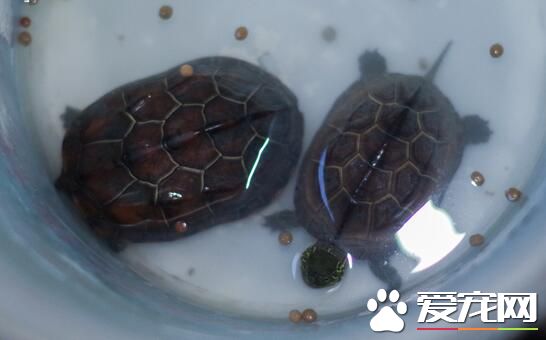 養烏龜有什麼作用 能鍛煉飼養者的耐性和愛心