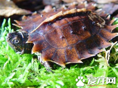 烏龜什麼品種好養 南方推薦巴西北方草龜