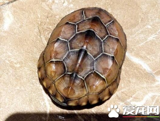 烏龜什麼品種好養 南方推薦巴西北方草龜