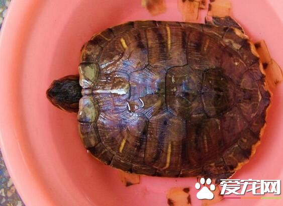 女生可以養烏龜嗎 養烏龜需要注意的事項