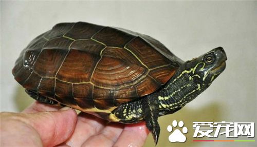 養烏龜要放水麼 不同的龜對水位要求是不同的