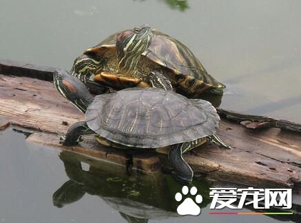 養烏龜要放水麼 不同的龜對水位要求是不同的
