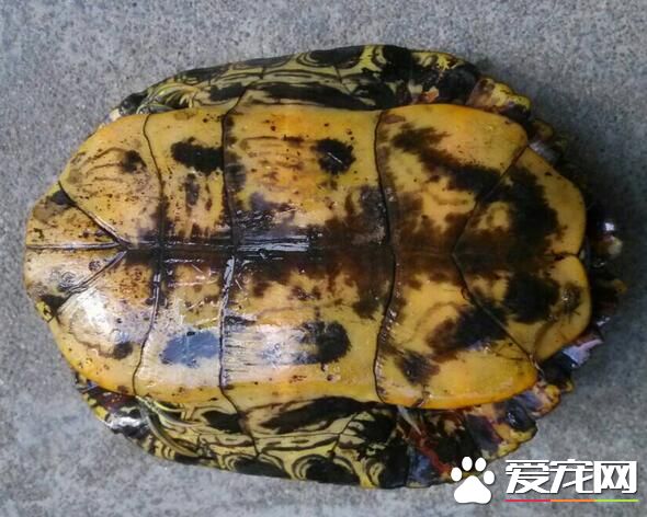 養的烏龜冬天怎麼辦 飼養烏龜注意事項